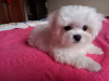 Photo №1. maltese dog - for sale in the city of Tashkent | 500$ | Announcement № 109273