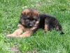 Photo №1. german shepherd - for sale in the city of Вапнярка | 180$ | Announcement № 10417