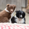 Photo №1. non-pedigree dogs - for sale in the city of Berlin | negotiated | Announcement № 118797