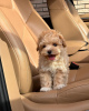 Additional photos: Maltipoo F1.