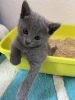 Photo №1. russian blue - for sale in the city of Вилкавишкис | negotiated | Announcement № 53578