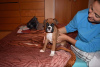 Photo №2 to announcement № 22345 for the sale of boxer - buy in United States private announcement