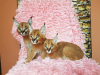 Additional photos: caracal and caracat kittens available