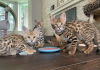 Photo №3. Savannah F1 kittens available. Russian Federation
