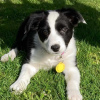 Photo №2 to announcement № 78585 for the sale of border collie - buy in Germany private announcement