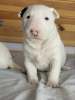 Additional photos: Lauras Dream FCI miniature bull terrier