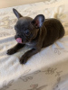 Photo №4. I will sell french bulldog in the city of Berlin. breeder - price - 402$