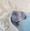 Photo №2 to announcement № 83553 for the sale of scottish fold - buy in United States 