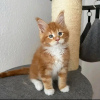 Photo №3. Healthy cute adorable and socialized Maine coon kittens. Germany