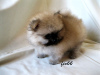 Photo №1. pomeranian - for sale in the city of Москва | 640$ | Announcement № 7831