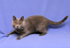 Photo №2 to announcement № 123140 for the sale of chartreux - buy in France breeder