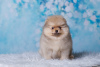 Photo №2 to announcement № 85567 for the sale of pomeranian - buy in Russian Federation breeder