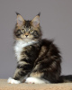 Photo №1. maine coon - for sale in the city of Kazan | negotiated | Announcement № 10325