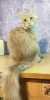 Photo №2 to announcement № 9682 for the sale of maine coon - buy in Russian Federation from nursery