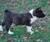 Photo №4. I will sell akita in the city of Москва. private announcement - price - negotiated