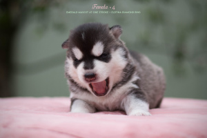 Additional photos: Siberian husky puppies from pedigree parents