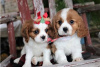 Photo №3. Adorable Cavalier King Charles Puppies for free adoption. Germany