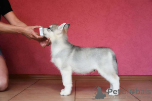Photo №2 to announcement № 7268 for the sale of siberian husky - buy in Russian Federation from nursery
