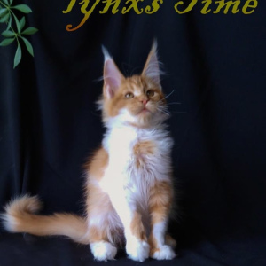 Photo №2 to announcement № 3150 for the sale of maine coon - buy in Russian Federation from nursery, breeder