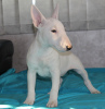 Additional photos: Miniature bull terrier puppies