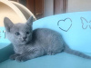 Photo №1. russian blue - for sale in the city of Leipzig | 350$ | Announcement № 97979
