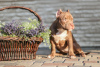 Additional photos: American Bully