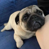 Photo №4. I will sell pug in the city of Quakers Hill. private announcement - price - 423$