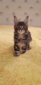 Photo №2 to announcement № 5420 for the sale of maine coon - buy in Russian Federation breeder