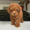 Photo №2 to announcement № 85452 for the sale of poodle (toy) - buy in Saudi Arabia private announcement
