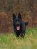 Photo №2 to announcement № 125200 for the sale of german shepherd - buy in Serbia 