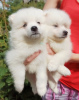 Additional photos: Japanese Spitz puppies