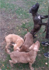 Photo №3. Pit bull terrier puppies. Russian Federation