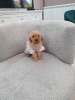 Photo №2 to announcement № 121326 for the sale of poodle (toy) - buy in Serbia 