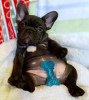 Photo №3. french bulldog,. Germany