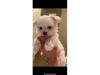 Photo №1. maltese dog - for sale in the city of Vũng Tàu | negotiated | Announcement № 9922