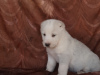 Photo №2 to announcement № 24783 for the sale of central asian shepherd dog - buy in Russian Federation breeder