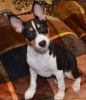 Photo №2 to announcement № 96402 for the sale of basenji - buy in Russian Federation breeder