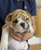 Photo №4. I will sell english bulldog in the city of Belgrade. breeder - price - negotiated