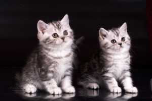 Additional photos: British kittens