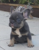 Photo №2 to announcement № 124063 for the sale of french bulldog - buy in Finland private announcement