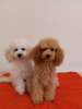 Photo №1. poodle (dwarf) - for sale in the city of Mannheim | 634$ | Announcement № 94431