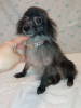 Photo №1. pomeranian - for sale in the city of Munich | 370$ | Announcement № 105367