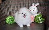 Photo №4. I will sell pomeranian in the city of Baltimore. private announcement - price - negotiated