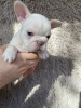Photo №2 to announcement № 95843 for the sale of french bulldog - buy in Russian Federation breeder