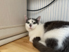 Additional photos: A wonderful young cat Elechka is looking for a home and a loving family!