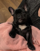 Photo №4. I will sell french bulldog in the city of Rostock. private announcement - price - 380$