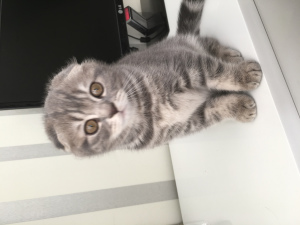 Photo №1. scottish fold - for sale in the city of Kiev | 100$ | Announcement № 1645