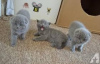 Photo №1. scottish fold - for sale in the city of Антверпен | negotiated | Announcement № 62169