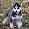 Photo №1. siberian husky - for sale in the city of Stockholm | negotiated | Announcement № 113166