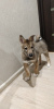 Photo №1. west siberian laika - for sale in the city of Kirov | negotiated | Announcement № 9573